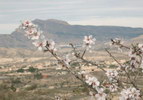 Mandelblüte in der Sierra de Alicante